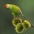 Sri Lanka hanging parrot, Sri Lanka, South Asia Art Print